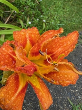 雨上がり。