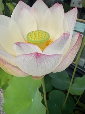 まだでしたー。